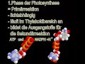 Biologie - Photosynthese Biologie - Photosynthese