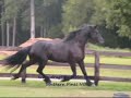 Friesian Horses / Friese Paarden Dragstra Stables Friesian Horses / Friese Paarden Dragstra Stables