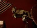 Love Cats