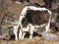 Langtang Trekking is amazing...