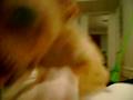 videos de stewie and Gizmo