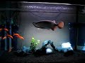 red arowana