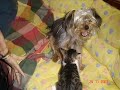 Briga de Cao e Gato