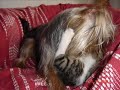 Briga de Cao e Gato