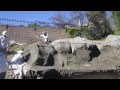 Part (6 of 10) - Koi Pond Construction - Faux/artificial boulders & waterfall scratch coat