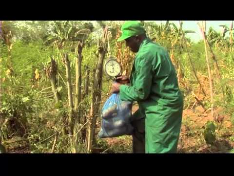 how to harvest yams