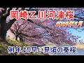 【葵桜】岡崎市 乙川の河津桜 【2026年3月4日撮影】