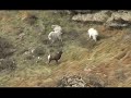 Backpacking in the Ruby Mountains.com