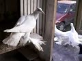 Ptaki