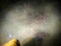 unidentified worms
