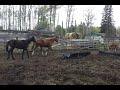 Click here to watch this video RPDP SONNY BUNNY Video 1.mp4