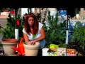 Planting & Growing Flower Bulbs : How to Force Tulip Bulbs