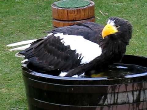 steller sea eagle