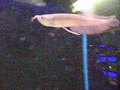 videos de Leeds Aquarium Shop - Tropical, Marine & Coldwater Fish