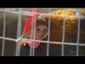 G. de pelea en andalucia tierra y mar n 956.. Video