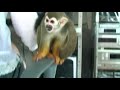 my pet squirrel monkey part2 my pet squirrel monkey part2
