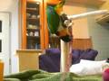 videos de [Caique] Strong leg strength zunkiti [Parrot]