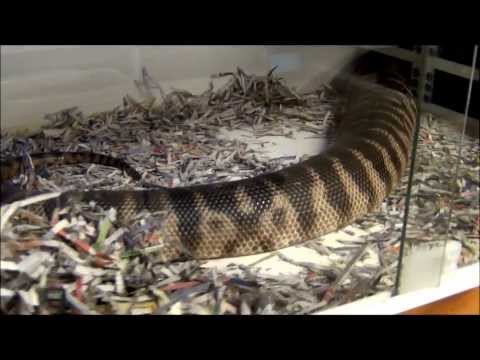 YouTube reptile video