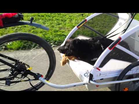 Testfahrt mit Hundeanhänger