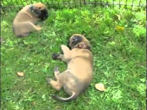 Dreamfield Mastiffs-Family raised fawn female