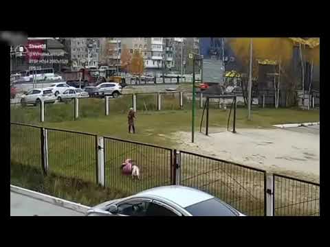 Agresywny pies atakuje dzieciaków na terenie szkoły. Nagranie z monitoringu