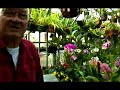 How to Grow Orchids: Growing Orchids Indoors : Orchids and Greenhouses, Part 1 How to Grow Orchids: Growing Orchids Indoors : Orchids and Greenhouses, Part 1