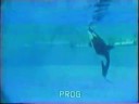 Orcas Celebrate Obama Presidency