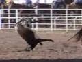 Deadly Rodeo Steer Busting -- An American Embarrassment