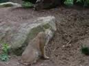 cleveland-rocks.html