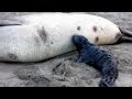 blind newborn elephant seal looking for nipple