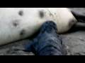 videos de blind newborn elephant seal looking for nipple