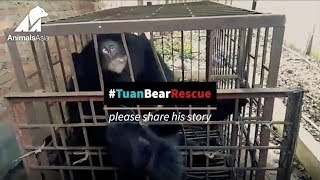 Emergency Bear Rescue from an Illegal farm in Tam Duong
