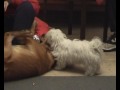 Freundschaft Malteser & Golden Retriever Przyjazn Freundschaft Malteser & Golden Retriever Przyjazn