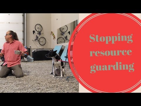 Teaching the Out Command, Life Saver for Dogs that Resource Guard