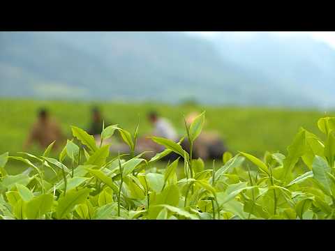 Đẩy mạnh chế biến sâu, nâng cao chất lượng và thương hiệu chè Việt Nam