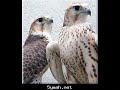 صور صقور مع قصيدة لفنجال الشيباني
