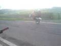 videos de random weelies