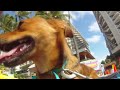 Ginger and Gilligan.mp4