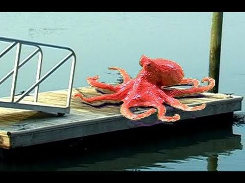Don’t touch the octopus!