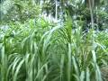 videos de Increasing field diversity fodder grass