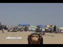A Blog Monkey Love Story A Blog Monkey Love Story