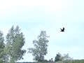 Stotterende stijging van een kraai. Stotterende stijging van een kraai.