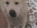 Lobito Puto