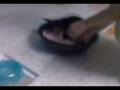 videos de Puppy go toilet