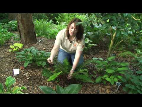 how to dig up and transplant ferns