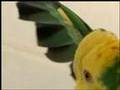 Cornbread Flutters Ball: Five Parrots. One Cookbook Author.