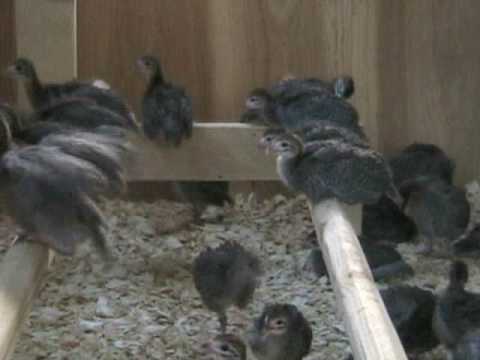 how to care for guinea keets