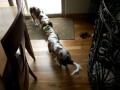 Bently & Barkley Tug-O-War-1