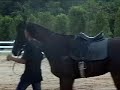 Perlis Equine 03