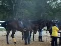 Perlis Equine 03
